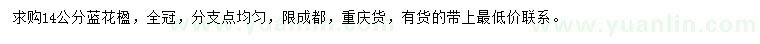 求購14公分藍花楹