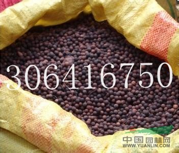 香樟種子2報價/江西香樟種子2報價
