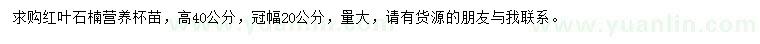 求購(gòu)高40公分紅葉石楠