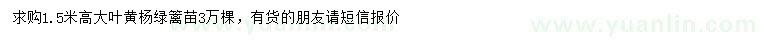 求購高1.5米大葉黃楊