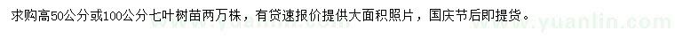 求購高50或100公分七葉樹
