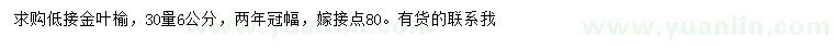 求購30量6公分低接金葉榆