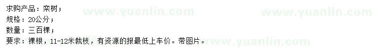 求購20公分欒樹