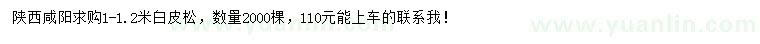 求購1-1.2米白皮松