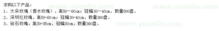 求購大朵玫瑰、深圳紅玫瑰、鉆石玫瑰