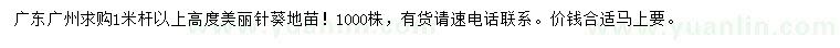 求購高1米以上美麗針葵