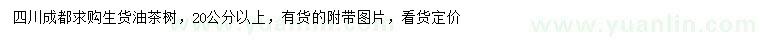 求購20公分以上油茶樹