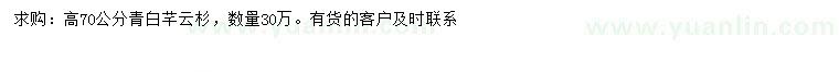 求購高70公分青白芊云杉