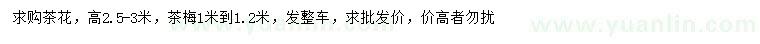 求購高2.5-3米茶花、1-1.2米茶梅