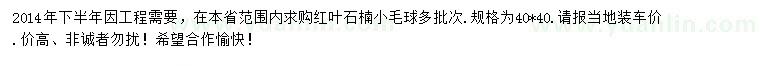 求購40*40紅葉石楠小毛球