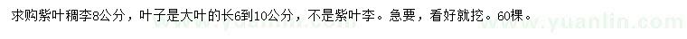 求購8公分紫葉稠李
