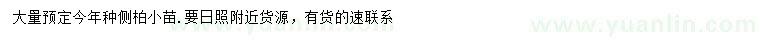 求購側(cè)柏小苗
