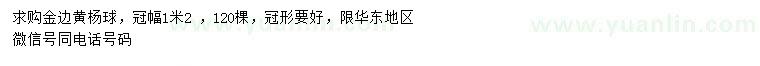 求購冠幅1.2米金邊黃楊球