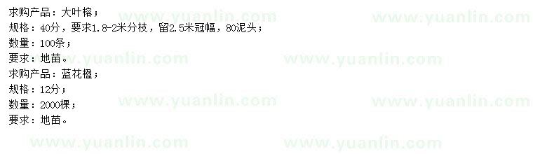 求購40公分大葉榕、12公分藍花楹