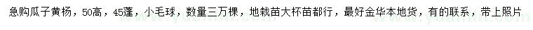 求購高50公分瓜子黃楊