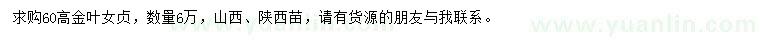 求購高60公分金葉女貞