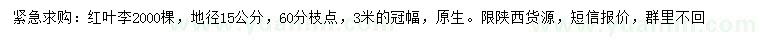 求購地徑15公分紅葉李