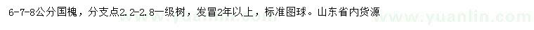 求購6-7-8公分國槐