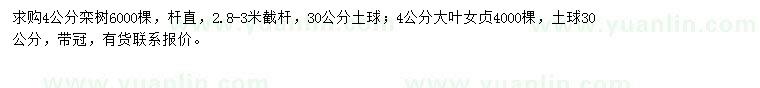 求購(gòu)4公分欒樹、大葉女貞