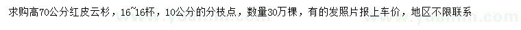 求購高70公分紅皮云杉