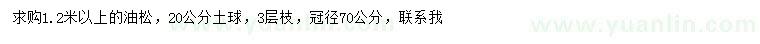 求購1.2米以上油松