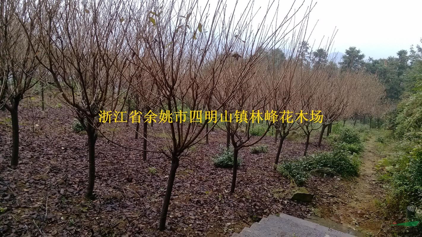 供应3-20CM日本樱花