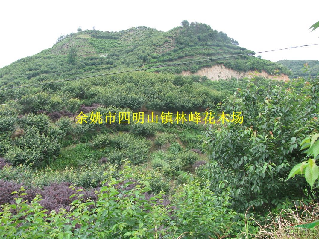 供应3-20CM日本樱花