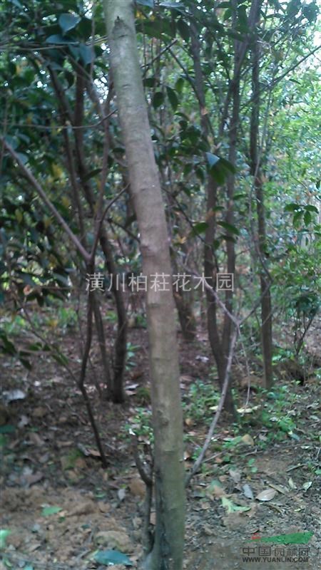 供應(yīng)3-5公分單桿小葉女貞