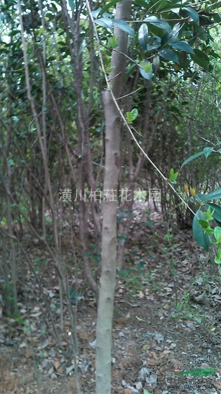 供應(yīng)3-5公分單桿小葉女貞