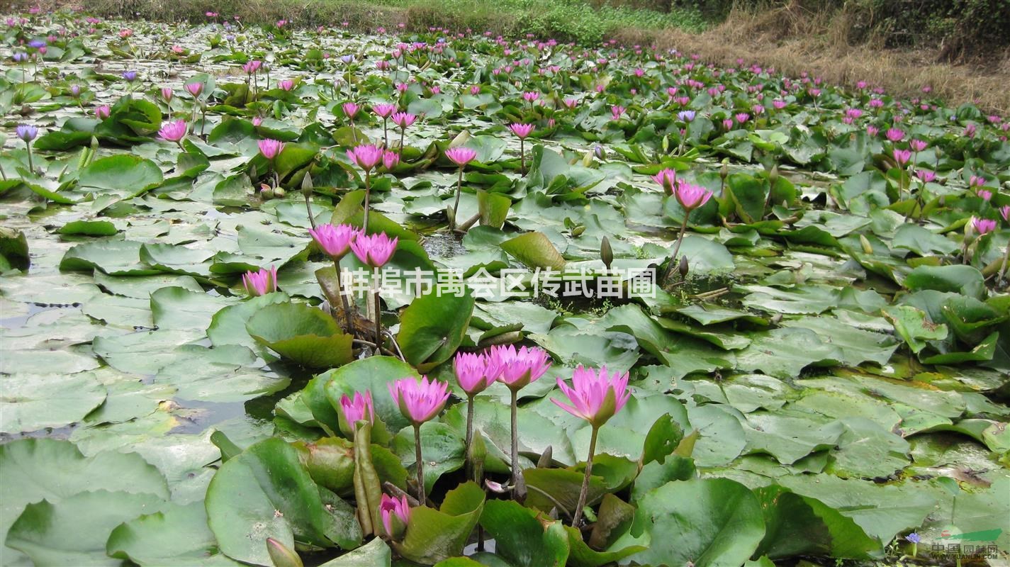 蚌埠常年大量供應(yīng)優(yōu)質(zhì)睡蓮品種，粉牡丹，彼得，詢麗，火冠，等等