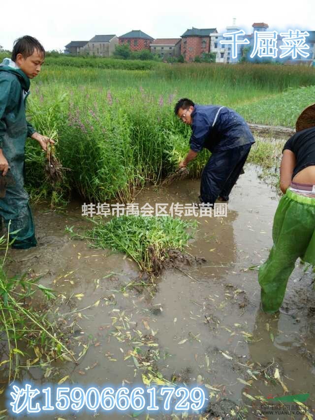 杭州蕭山常年大量供應(yīng)千屈菜，自產(chǎn)自銷，價格優(yōu)惠。