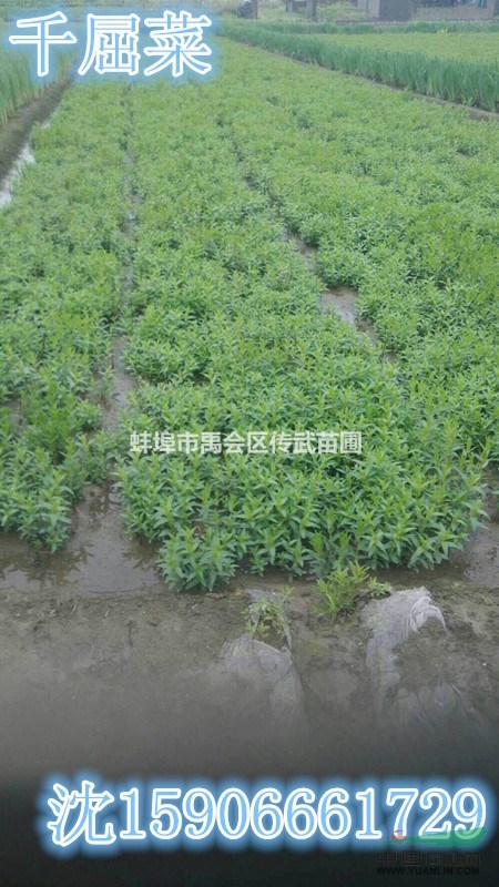 杭州蕭山常年大量供應(yīng)千屈菜，自產(chǎn)自銷，價格優(yōu)惠。
