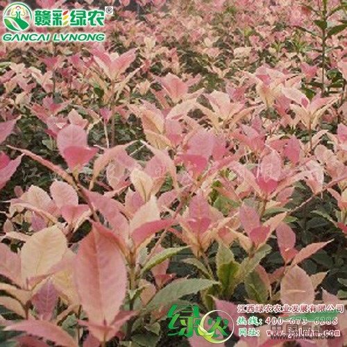 供應珍珠五彩桂小苗   園林綠化苗木  經(jīng)典桂花樹