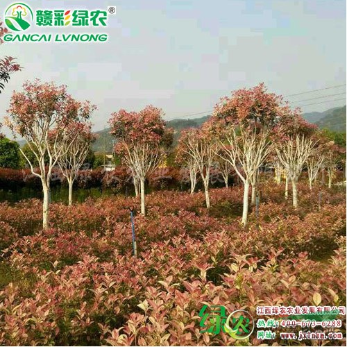 供應珍珠五彩桂小苗   園林綠化苗木  經(jīng)典桂花樹