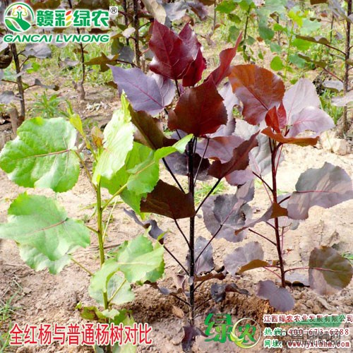 出售四季紅楊小苗 楊樹(shù)小苗 園林綠化 城市彩化 江西