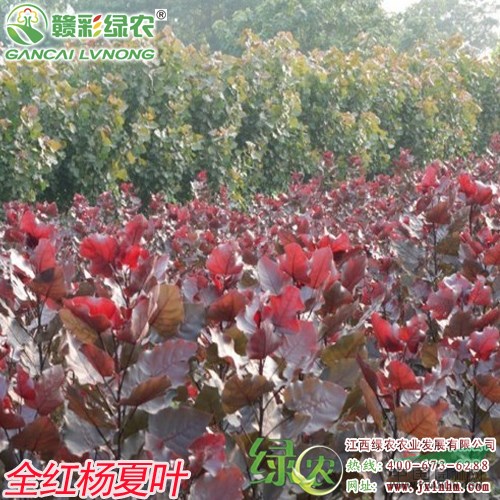 出售四季紅楊小苗 楊樹(shù)小苗 園林綠化 城市彩化 江西
