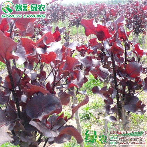 中華紅葉楊小苗出售 小苗價格 城市綠化彩化 江西供應(yīng)