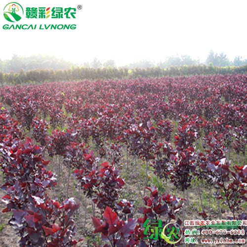 中華紅葉楊小苗出售 小苗價格 城市綠化彩化 江西供應(yīng)