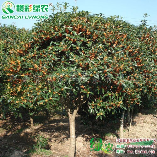 大量供應(yīng)速生紅丹桂小苗 園林綠化小苗 花量大 成形快 
