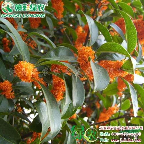 大量供應(yīng)速生紅丹桂小苗 園林綠化小苗 花量大 成形快 