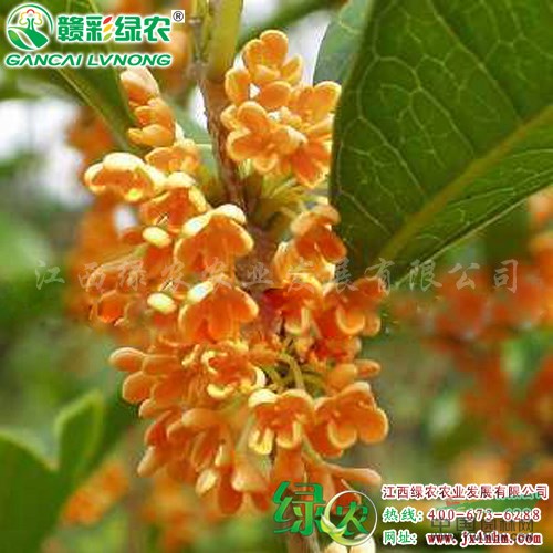 出售月月紅桂小苗 月月見紅桂花 小苗價格 江西綠農
