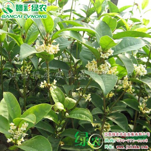日香桂小苗出售 小苗價(jià)格 國(guó)寶奇花 桂花樹(shù) 江西綠農(nóng)