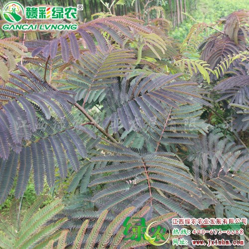 紫葉合歡小苗出售 紫葉小苗 彩化樹種 江西供應(yīng)