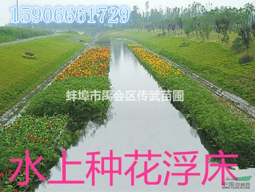 蚌埠大量供應(yīng)再力花，千屈菜，水菖蒲，品種多樣，價(jià)格優(yōu)惠。