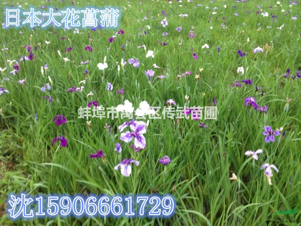 杭州大量供應(yīng)再力花1000萬芽，自產(chǎn)自銷，歡迎訂購。