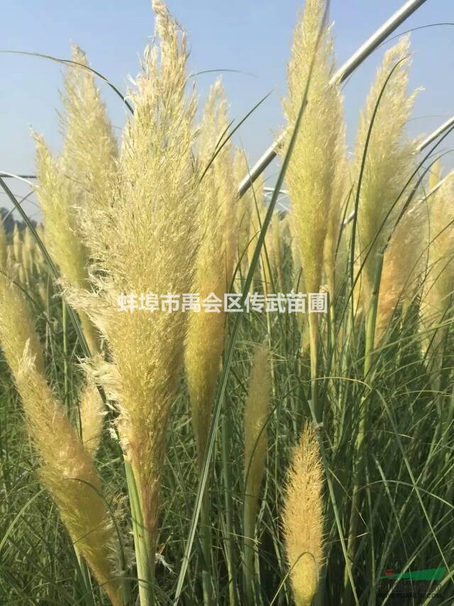 杭州蕭山出售睡蓮200萬，荷花300萬，自產(chǎn)自銷，價格優(yōu)惠