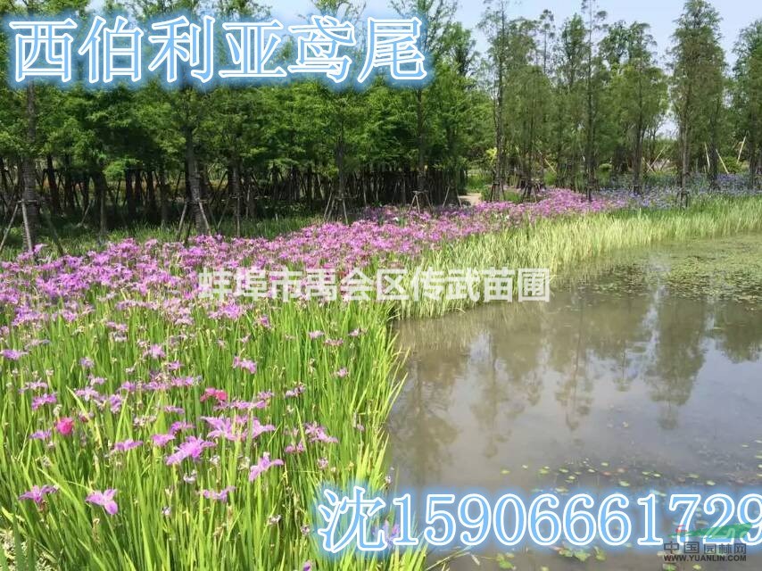 浙江杭州大量供應(yīng)西伯利亞常綠鳶尾5000萬(wàn)芽自產(chǎn)自銷(xiāo)價(jià)格優(yōu)惠