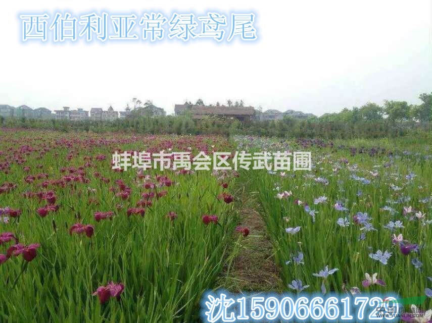 浙江杭州大量供應(yīng)西伯利亞常綠鳶尾5000萬(wàn)芽自產(chǎn)自銷(xiāo)價(jià)格優(yōu)惠