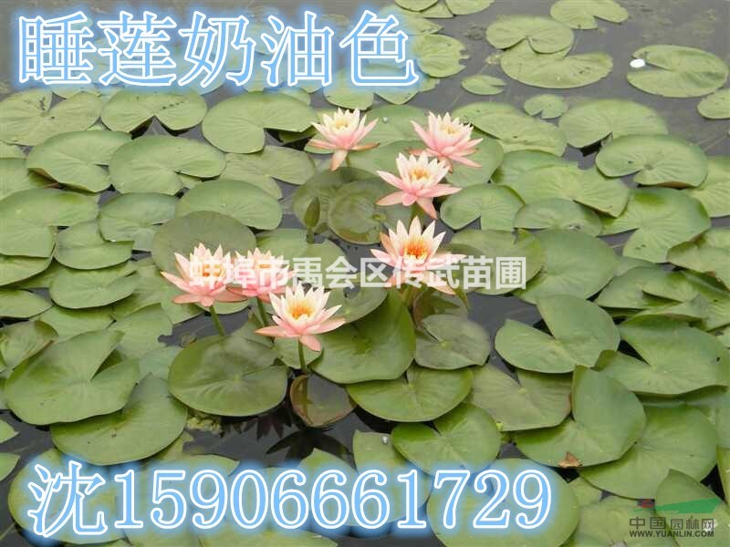 安徽蚌埠大量供應優(yōu)質睡蓮50萬棵，和其它水生植物，地被植物。