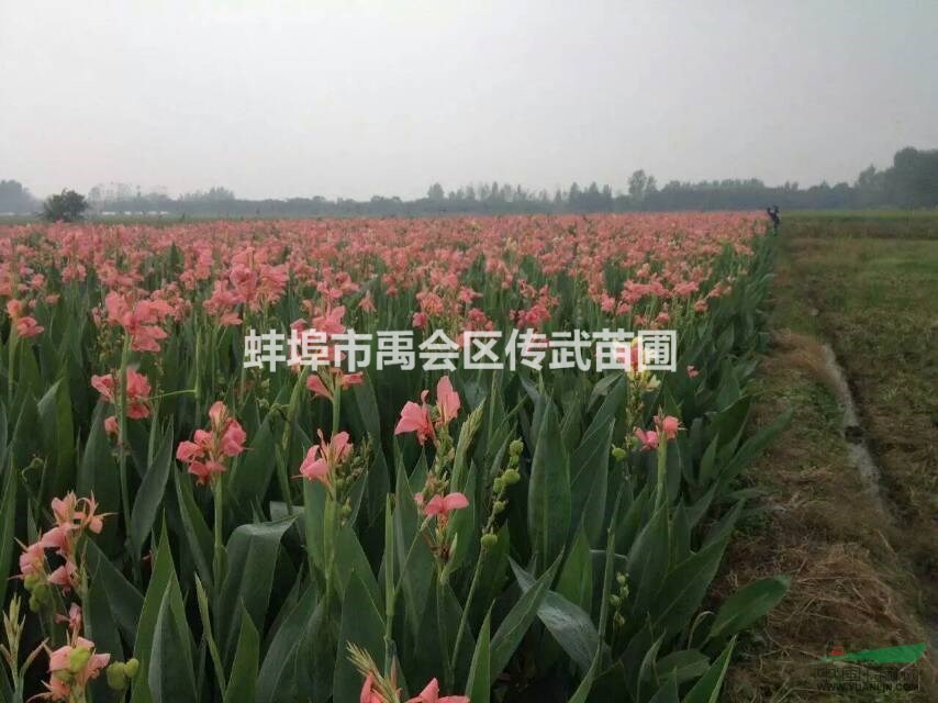 浙江杭州大量供應(yīng)水生美人蕉1000萬(wàn)芽，和其它水生植物，等等